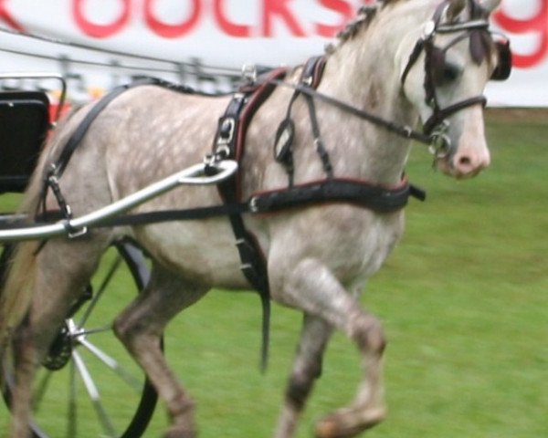 horse Luigi 207 (Welsh-Pony (Section B), 2003, from Wolling's Dino)