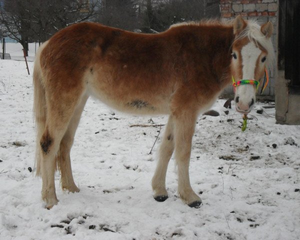 Zuchtstute Princess Lady (3,125% ox) (Edelbluthaflinger, 2009, von Normen)