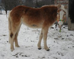 broodmare Princess Lady (3,125% ox) (Edelbluthaflinger, 2009, from Normen)