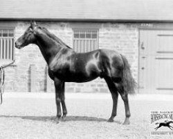 stallion Saint Simon xx (Thoroughbred, 1881, from Galopin xx)