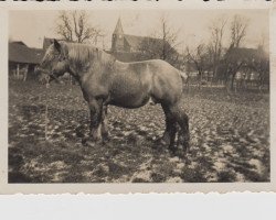 stallion Uno RS 939 (Rhenish-German Cold-Blood, 1926, from Lothar III RS 651)