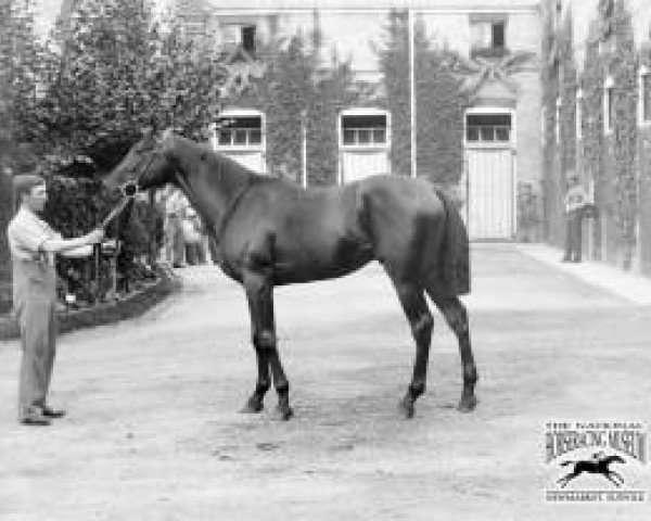 stallion Desmond xx (Thoroughbred, 1896, from Saint Simon xx)