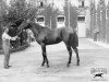stallion Desmond xx (Thoroughbred, 1896, from Saint Simon xx)