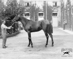 stallion Desmond xx (Thoroughbred, 1896, from Saint Simon xx)