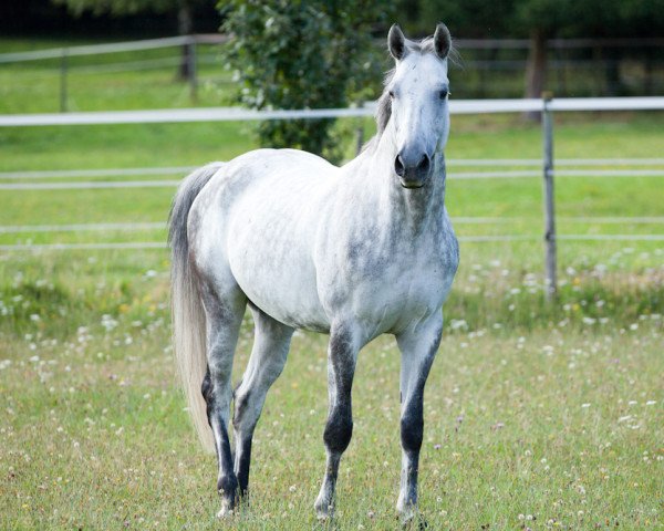 Pferd Pfalzgraf F.R. (Trakehner, 2001, von Benedict N AA)