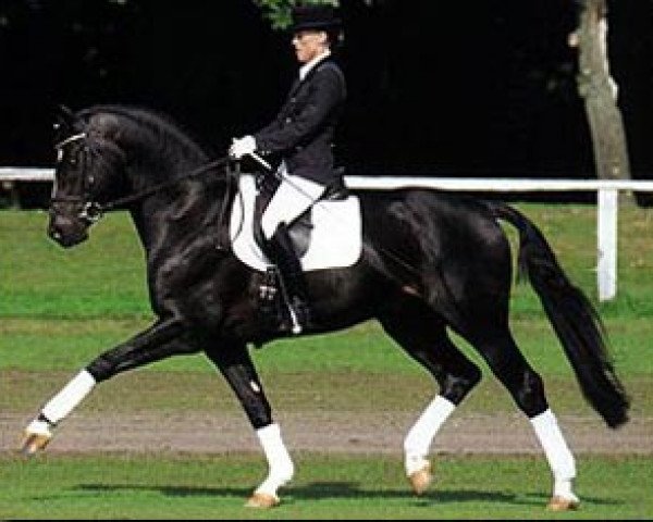 stallion Harvard (Hanoverian, 1996, from Hohenstein I)