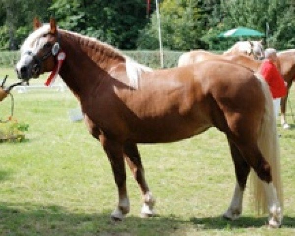 broodmare Fabienne (Black Forest Horse, 2009, from Mauritius)