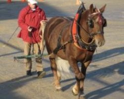 broodmare Liesa (Black Forest Horse, 2005, from Dachsberg)