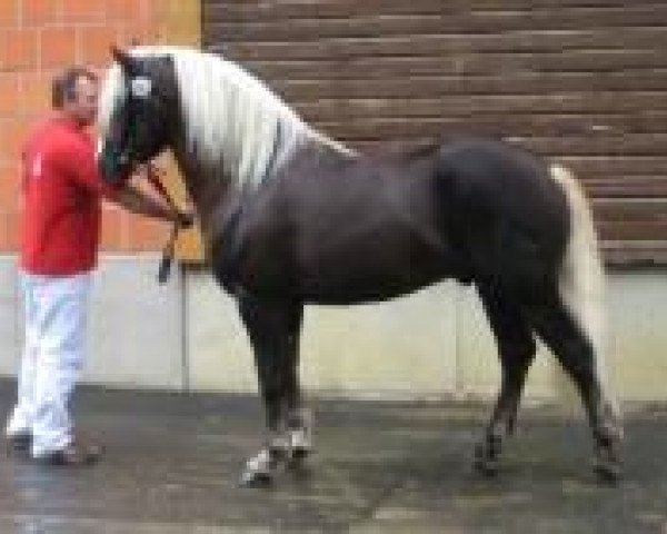 stallion Melos (Black Forest Horse, 2007, from Mönchberg)