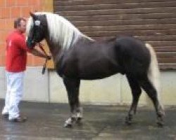 stallion Melos (Black Forest Horse, 2007, from Mönchberg)