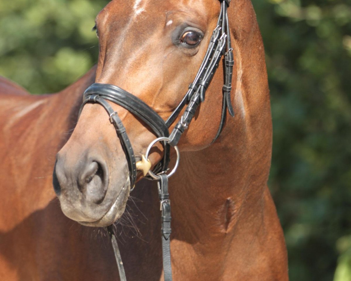 dressage horse Ray Charles (Westphalian, 2001, from Rockwell)