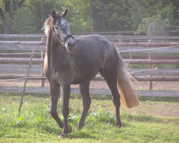 broodmare Crossing Jordan (Holsteiner, 2006, from Corrado I)