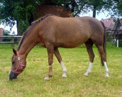 broodmare Tokaja (German Riding Pony, 2001, from Top Debino)