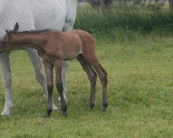 broodmare Kobra (Saxony-Anhaltiner, 1994, from Kolibri 2705)