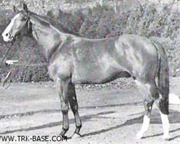 stallion Bernstein (Trakehner, 1964, from Gunnar DH 185)