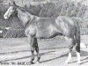 stallion Bernstein (Trakehner, 1964, from Gunnar)