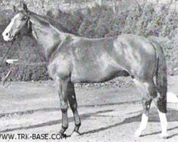 stallion Bernstein (Trakehner, 1964, from Gunnar)