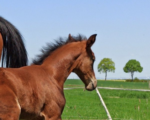 Springpferd Carla Granita (Hannoveraner, 2022, von Chaccothage Blue PS)