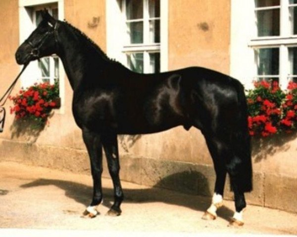 stallion Rheingraf (Rhinelander, 1992, from Rheinblick)