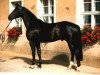 stallion Rheingraf (Rhinelander, 1992, from Rheinblick)