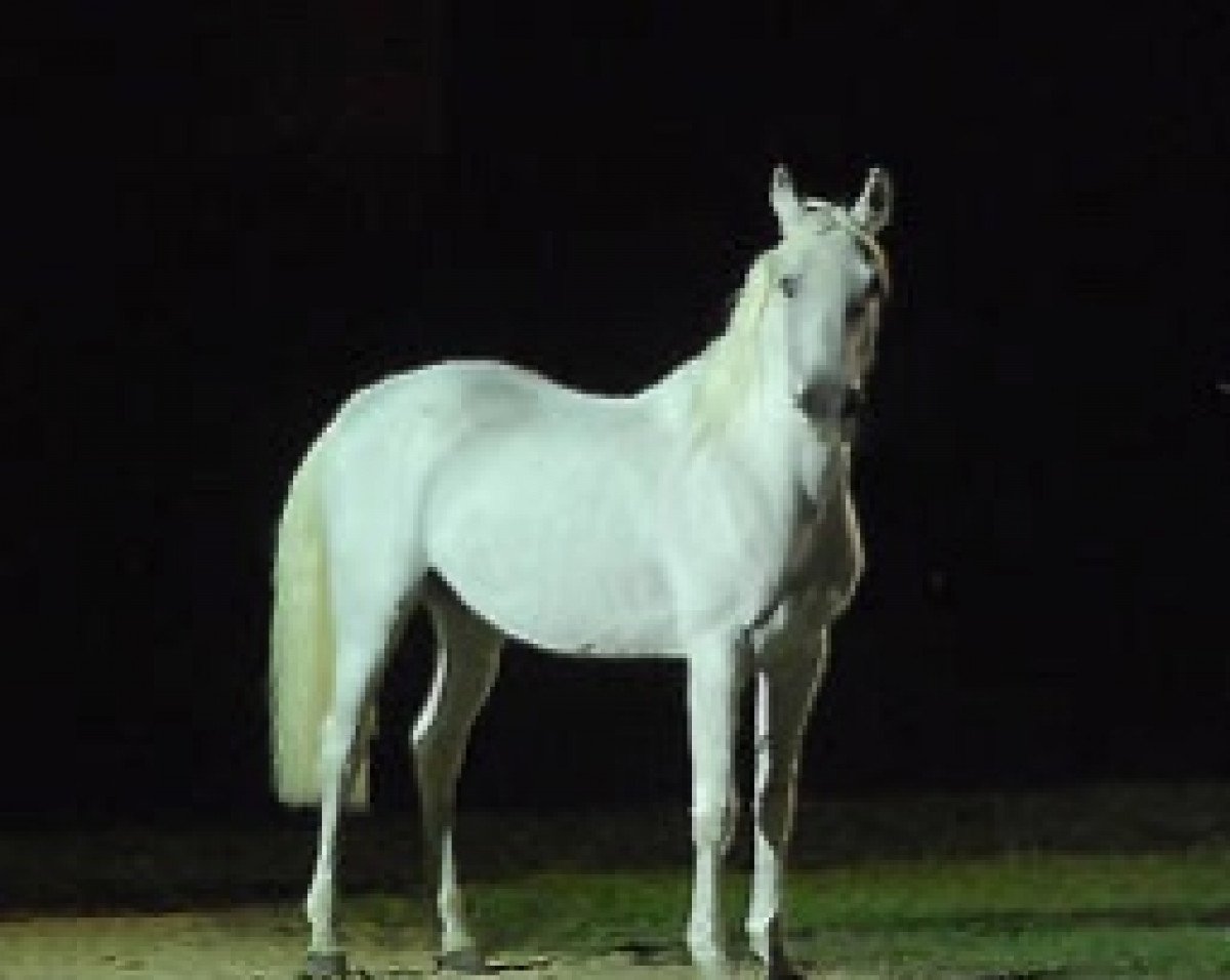 stallion Djin Lotois ox (Arabian purebred, 1990, from Arzew ox)