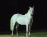 stallion Djin Lotois ox (Arabian thoroughbred, 1990, from Arzew ox)