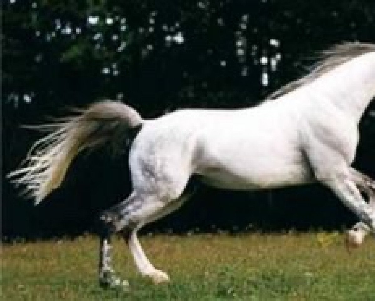 stallion Shogun (Shagya Arabian, 1986, from Shagya XXXIX-11)