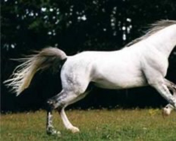 stallion Shogun (Shagya Arabian, 1986, from Shagya XXXIX-11)