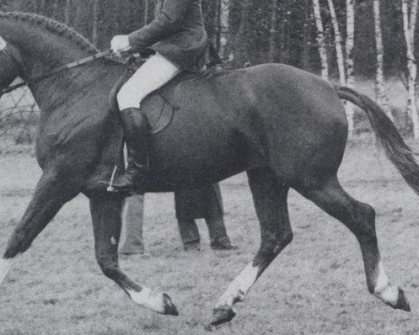 stallion Angriff-Anruf (Hanoverian, 1976, from Absatz)