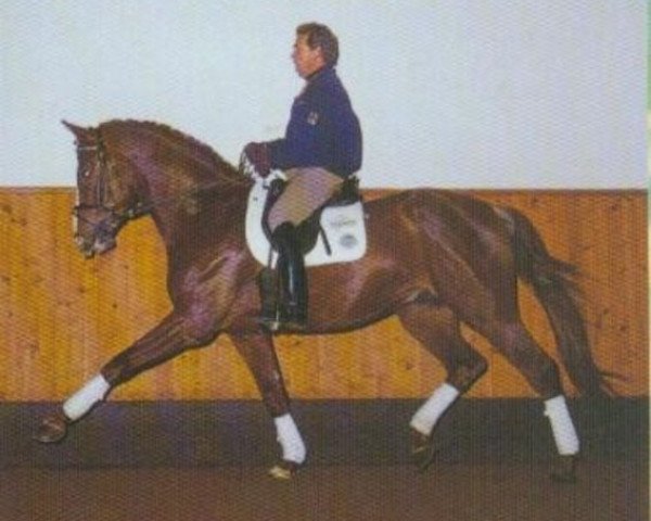 stallion Welt Hit IV (Oldenburg, 1994, from Weltmeyer)