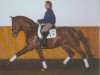 stallion Welt Hit IV (Oldenburg, 1994, from Weltmeyer)