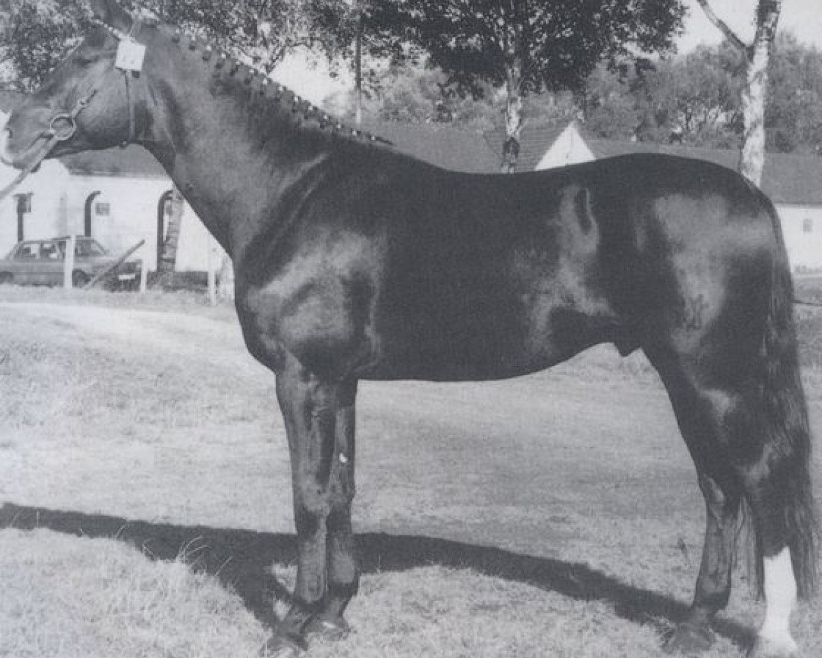 stallion Romanow (Rhinelander, 1976, from Romadour II)