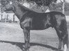 stallion Romanow (Rhinelander, 1976, from Romadour II)