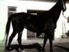 Pferd Helga xx (Englisches Vollblut, 1966, von Marcel xx)