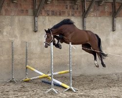 Springpferd Blayde (Hannoveraner, 2018, von Balou du Rouet)