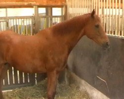 broodmare Herka xx (Thoroughbred, 1990, from Caramel xx)