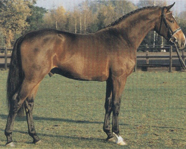 Deckhengst Aletto (Holsteiner, 1987, von Athlet Z)