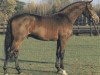 stallion Aletto (Holsteiner, 1987, from Athlet Z)