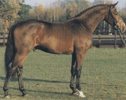 stallion Aletto (Holsteiner, 1987, from Athlet Z)