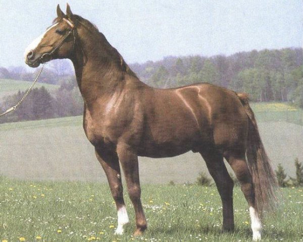 stallion Fruehlingsklang (Rhinelander, 1970, from Frühlingsduft I)