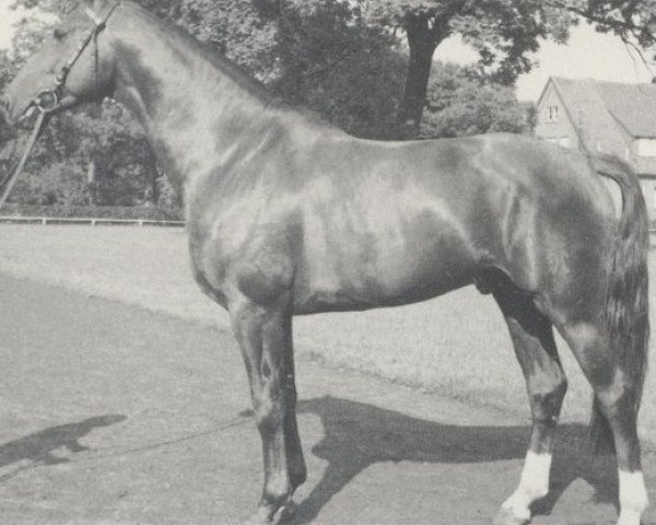 stallion Wendelstein (Hanoverian, 1967, from Fernjaeger)