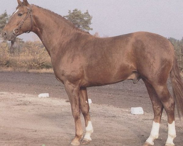 stallion Wendel (Hanoverian, 1977, from Wendelstein)