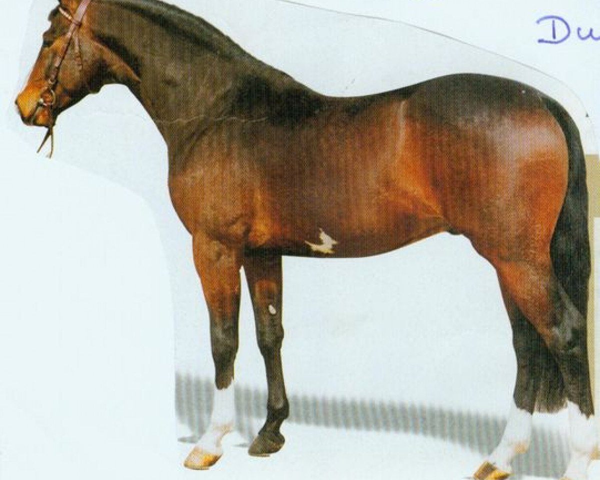 Deckhengst Rodgau (Hessisches Warmblut, 1990, von Reflektor)