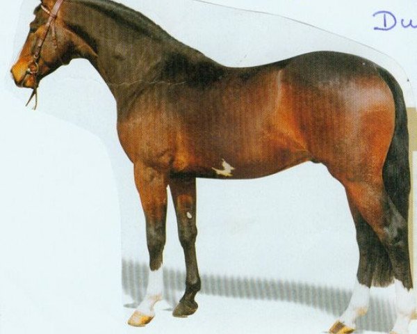 horse Rodgau (Hessian Warmblood, 1990, from Reflektor)