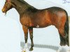stallion Rodgau (Hessian Warmblood, 1990, from Reflektor)