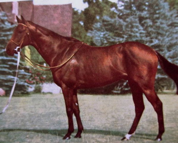 stallion My Babu xx (Thoroughbred, 1945, from Djebel xx)