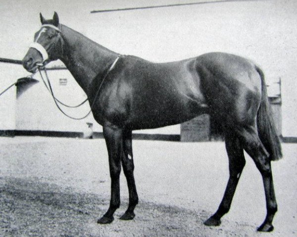 stallion Milesian xx (Thoroughbred, 1953, from My Babu xx)