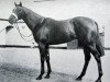 stallion Milesian xx (Thoroughbred, 1953, from My Babu xx)