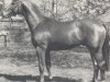 stallion Quel Bonheur (Selle Français, 1982, from St. Brendan xx)