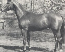 stallion Quel Bonheur (Selle Français, 1982, from St. Brendan xx)